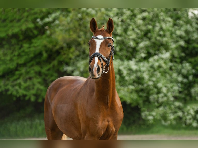 Deutsches Reitpony Wallach 13 Jahre 154 cm Fuchs in Fritzlar
