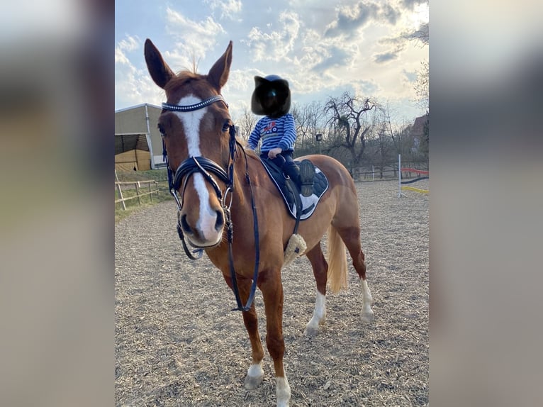 Deutsches Reitpony Wallach 13 Jahre 154 cm Fuchs in Fritzlar