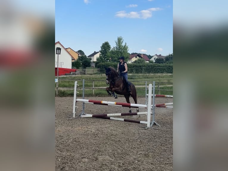 Deutsches Reitpony Wallach 13 Jahre 154 cm Fuchs in Fritzlar