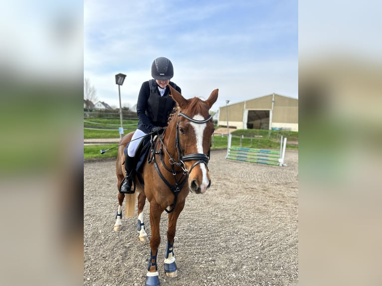 Deutsches Reitpony Wallach 13 Jahre 154 cm Fuchs in Fritzlar