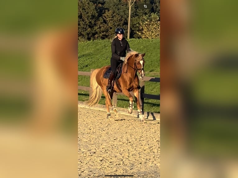 Deutsches Reitpony Wallach 13 Jahre 155 cm Fuchs in Linkenheim-HochstettenLinkenheim