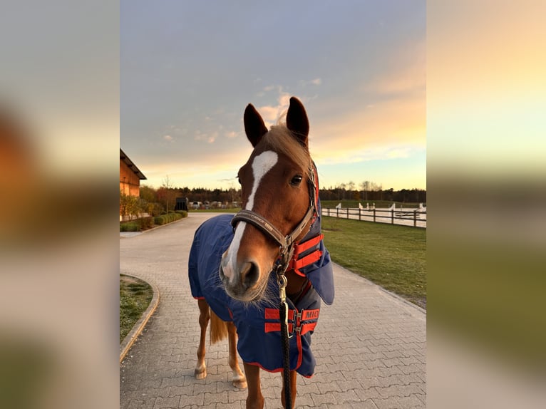 Deutsches Reitpony Wallach 13 Jahre 155 cm Fuchs in Linkenheim-HochstettenLinkenheim