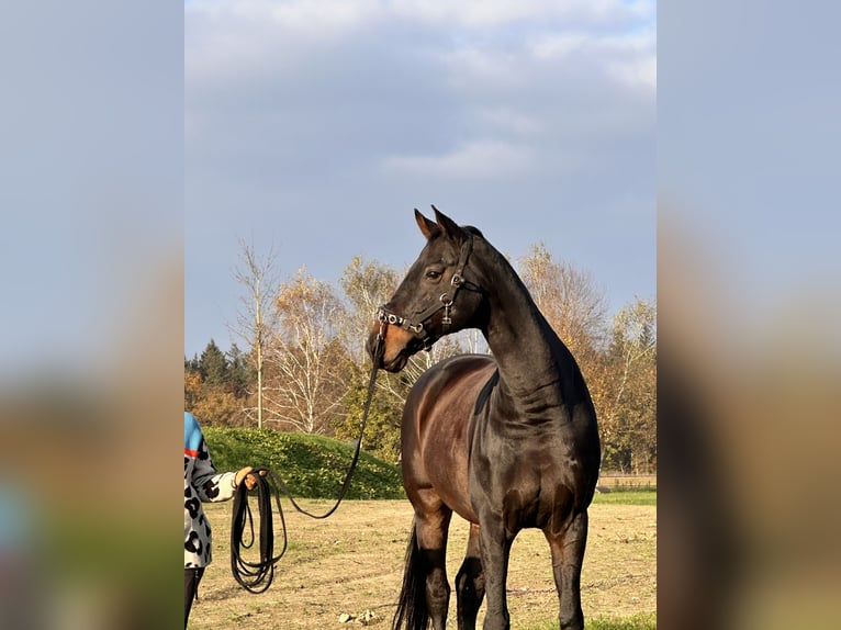 Deutsches Reitpony Wallach 13 Jahre 155 cm Fuchs in Linkenheim-HochstettenLinkenheim