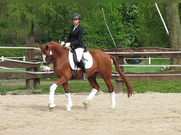 Deutsches Reitpony Wallach 13 Jahre 155 cm Fuchs in Gelsenkirchen