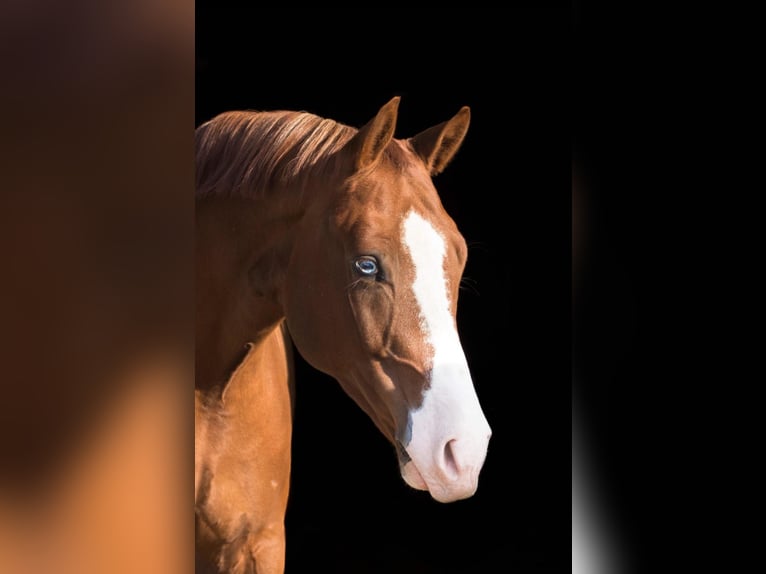 Deutsches Reitpony Wallach 13 Jahre 155 cm Fuchs in Gelsenkirchen