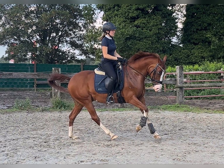 Deutsches Reitpony Wallach 13 Jahre 155 cm Fuchs in Gelsenkirchen