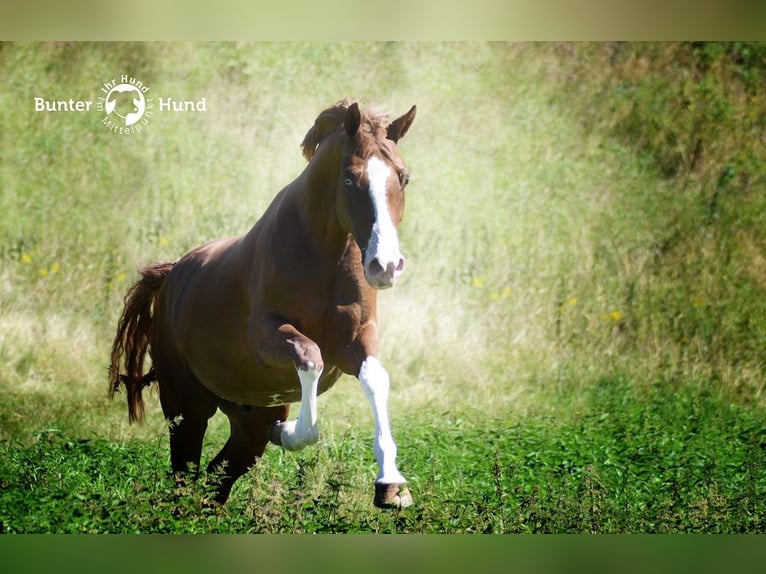 Deutsches Reitpony Wallach 13 Jahre 155 cm Fuchs in Gelsenkirchen