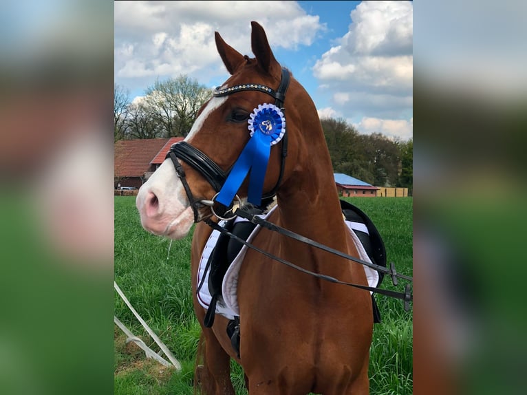 Deutsches Reitpony Wallach 13 Jahre 155 cm Fuchs in Gelsenkirchen