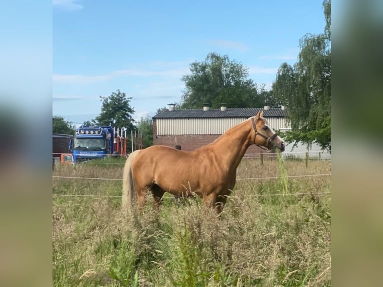 Deutsches Reitpony Wallach 13 Jahre 155 cm Palomino in M&#xF6;nchengladbach