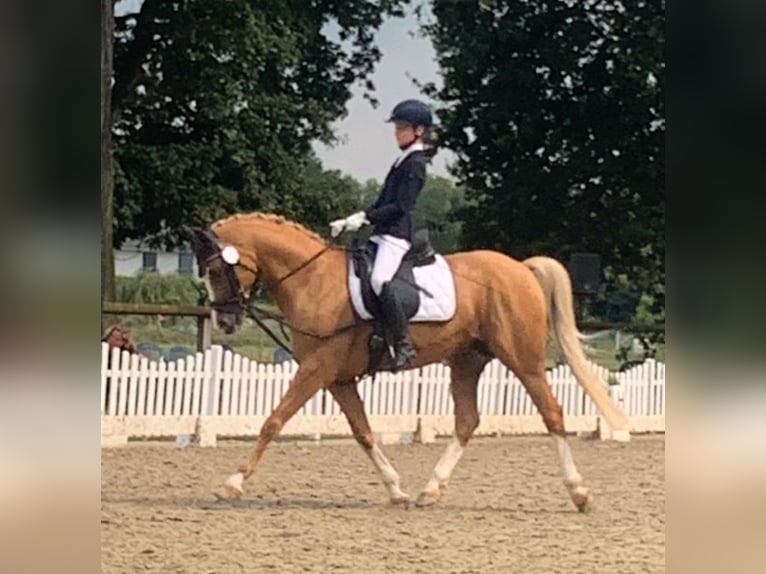 Deutsches Reitpony Wallach 13 Jahre 155 cm Palomino in M&#xF6;nchengladbach