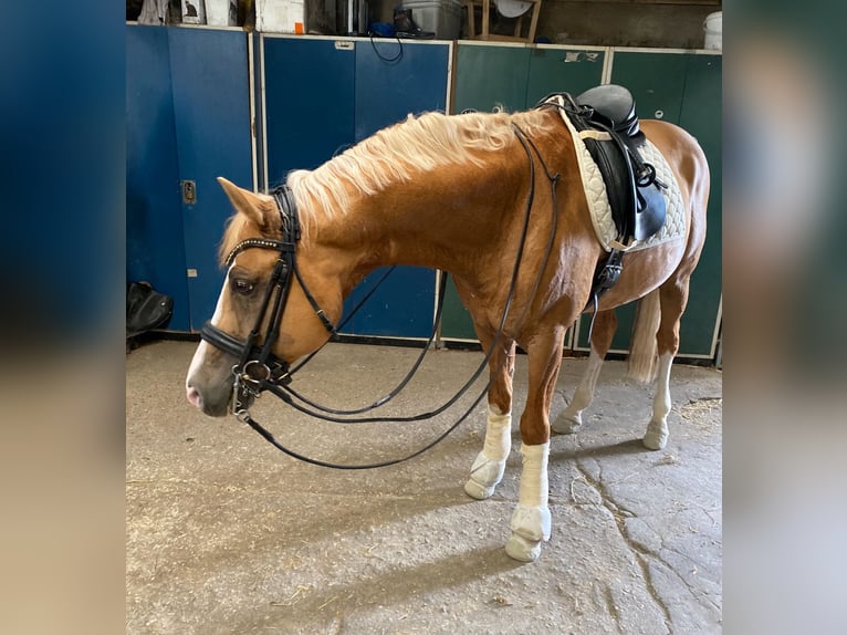 Deutsches Reitpony Wallach 13 Jahre 155 cm Palomino in M&#xF6;nchengladbach