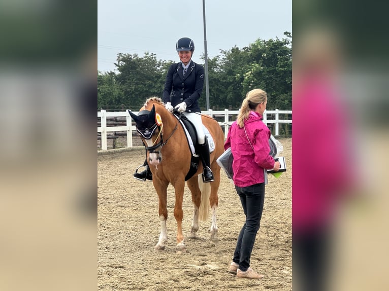 Deutsches Reitpony Wallach 13 Jahre 155 cm Palomino in M&#xF6;nchengladbach