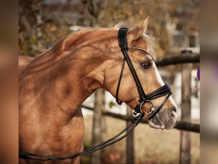 Deutsches Reitpony Wallach 13 Jahre 155 cm Palomino in M&#xF6;nchengladbach