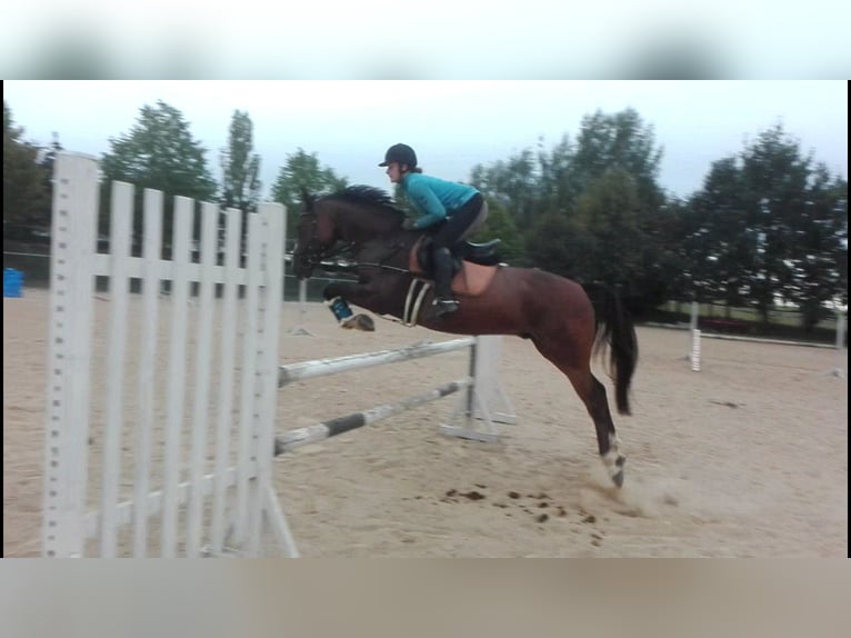 Deutsches Reitpony Wallach 13 Jahre 159 cm Brauner in Kahla