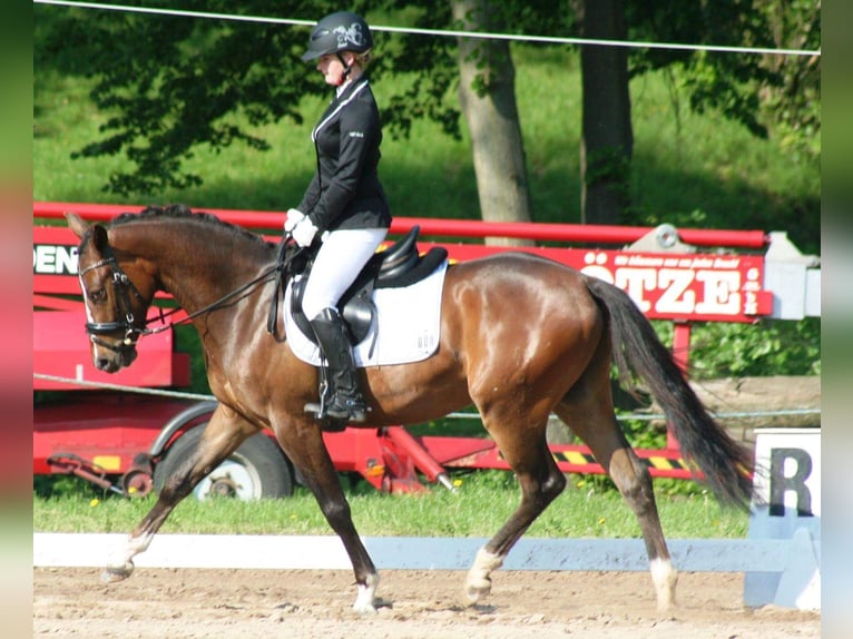 Deutsches Reitpony Wallach 13 Jahre 159 cm Brauner in Kahla