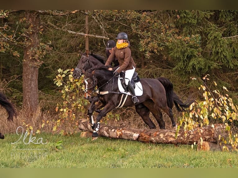 Deutsches Reitpony Wallach 13 Jahre 159 cm Brauner in Kahla