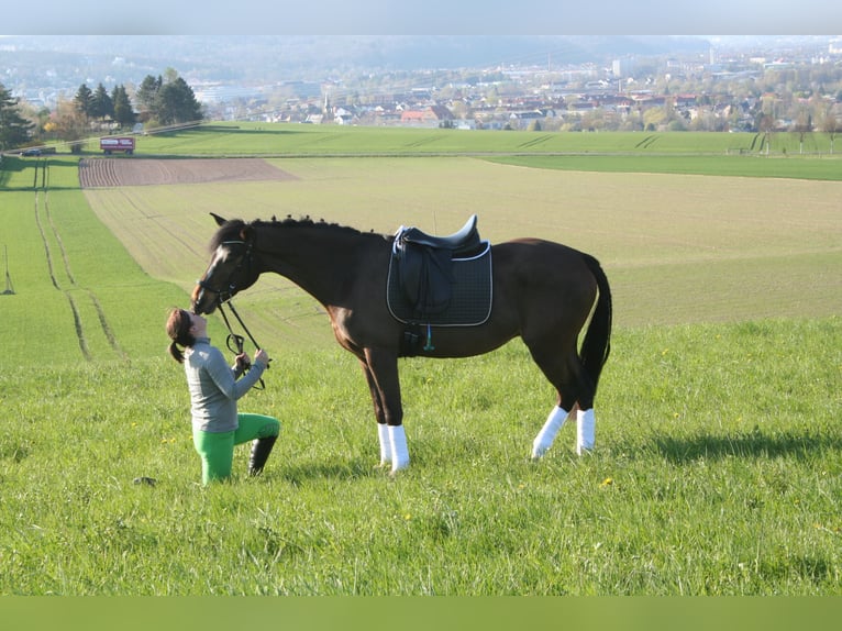 Deutsches Reitpony Wallach 13 Jahre 159 cm Brauner in Kahla
