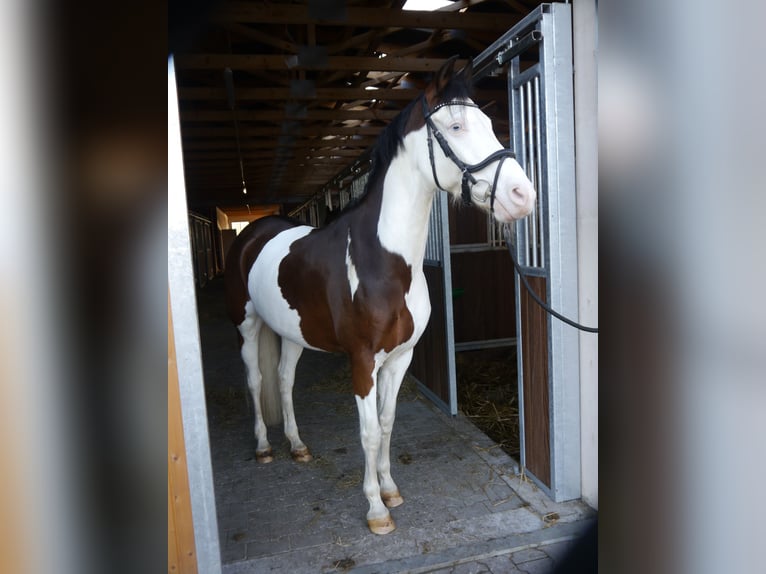 Deutsches Reitpony Wallach 13 Jahre 159 cm Schecke in Haselünne