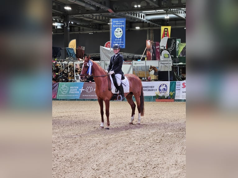 Deutsches Reitpony Wallach 13 Jahre Fuchs in Miesitz