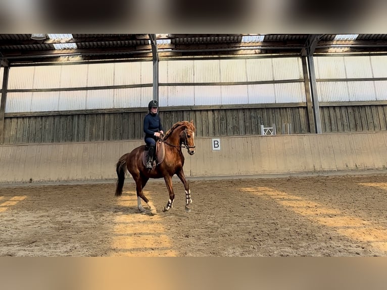 Deutsches Reitpony Wallach 13 Jahre Fuchs in Miesitz
