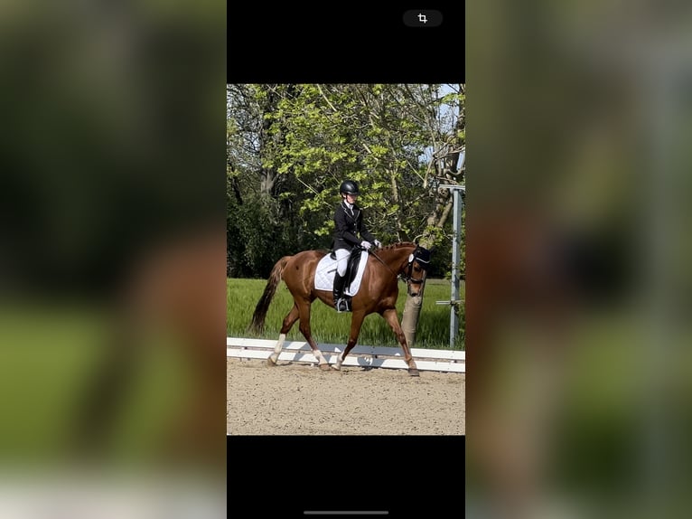 Deutsches Reitpony Wallach 13 Jahre Fuchs in Miesitz