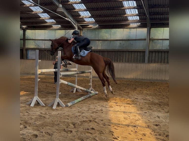 Deutsches Reitpony Wallach 13 Jahre Fuchs in Miesitz