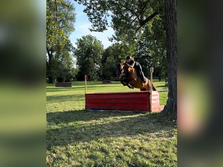 Deutsches Reitpony Wallach 13 Jahre Fuchs in Miesitz