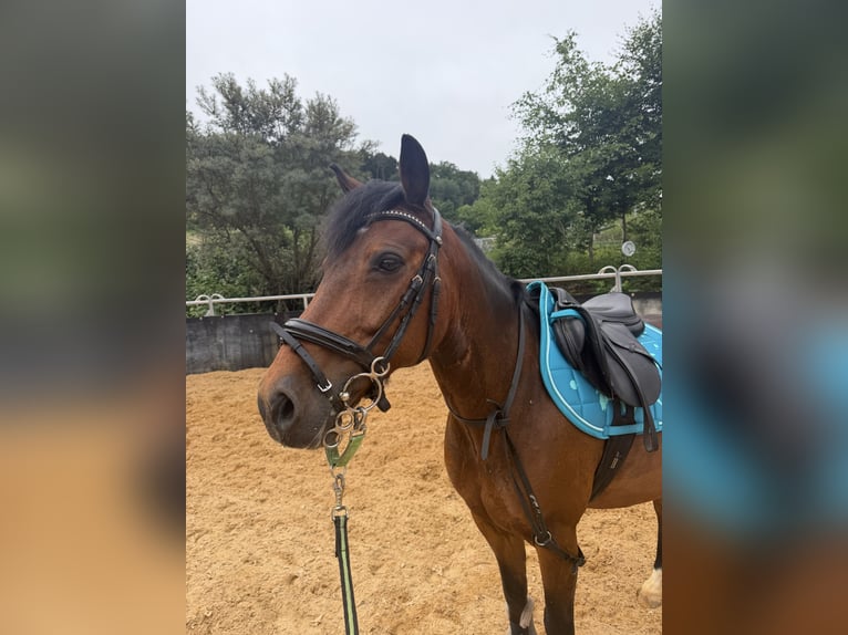 Deutsches Reitpony Mix Wallach 14 Jahre 137 cm Brauner in Rudersberg