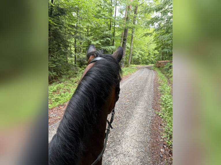 Deutsches Reitpony Mix Wallach 14 Jahre 137 cm Brauner in Rudersberg