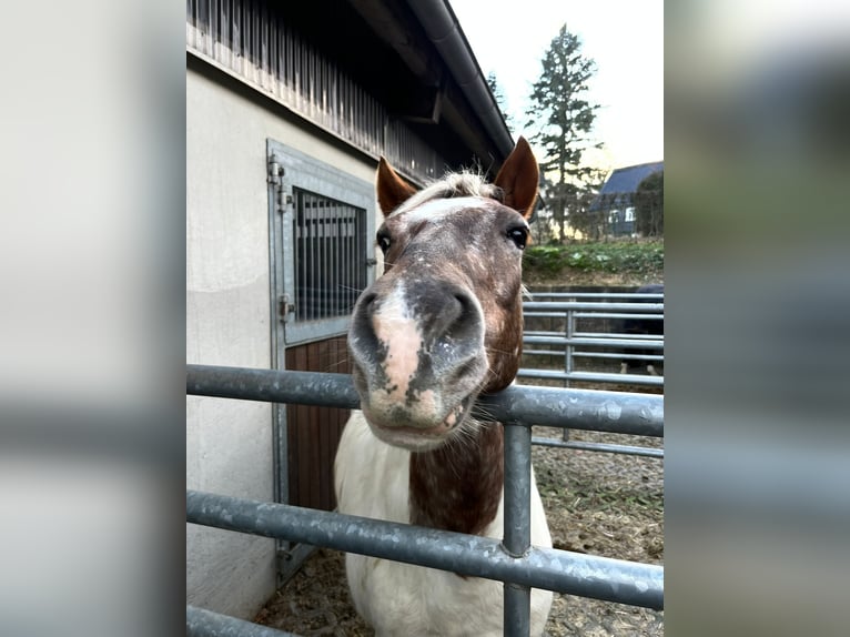 Deutsches Reitpony Wallach 14 Jahre 137 cm Schecke in Remscheid