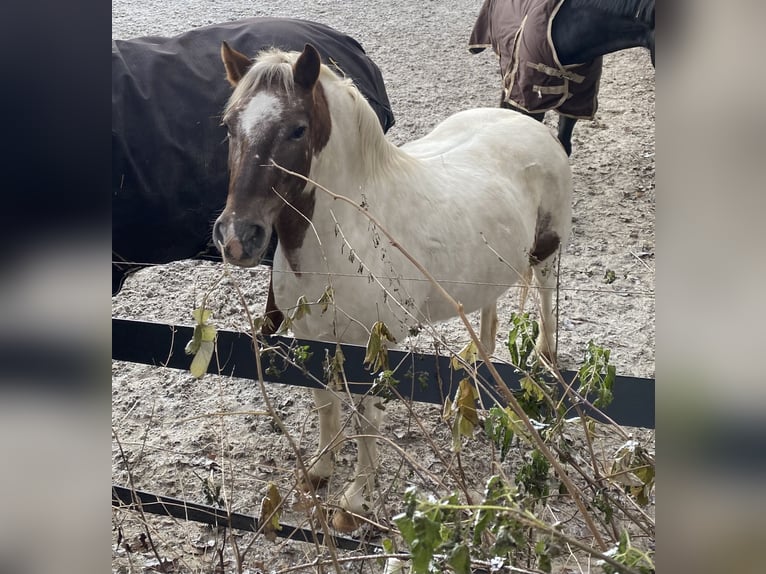 Deutsches Reitpony Wallach 14 Jahre 137 cm Schecke in Remscheid