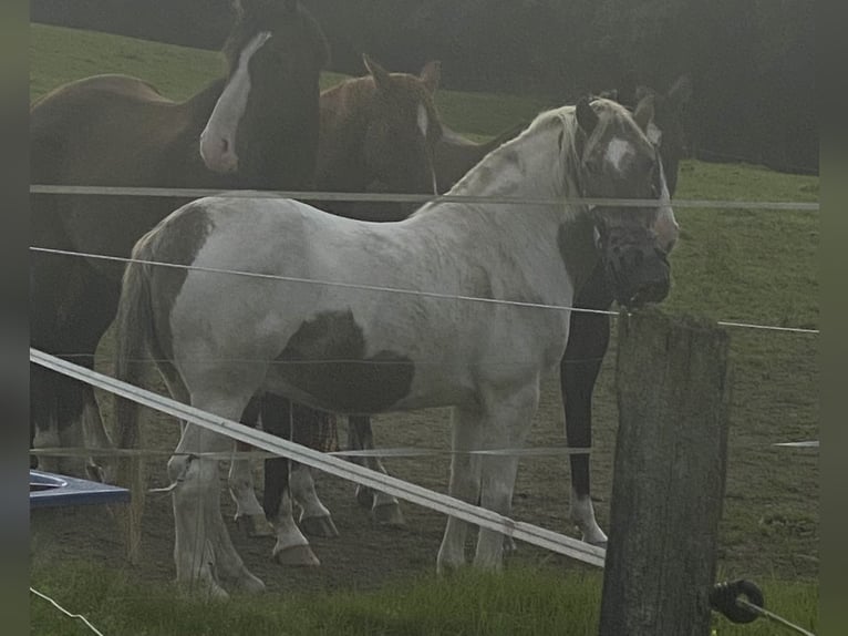 Deutsches Reitpony Wallach 14 Jahre 137 cm Schecke in Remscheid