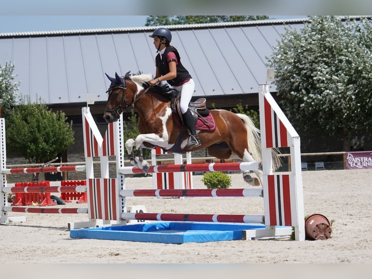 Deutsches Reitpony Mix Wallach 14 Jahre 137 cm Schecke in Viladecans