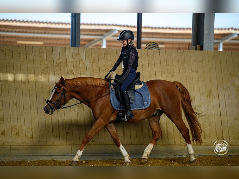 Deutsches Reitpony Mix Wallach 14 Jahre 139 cm Fuchs in Weilerswist