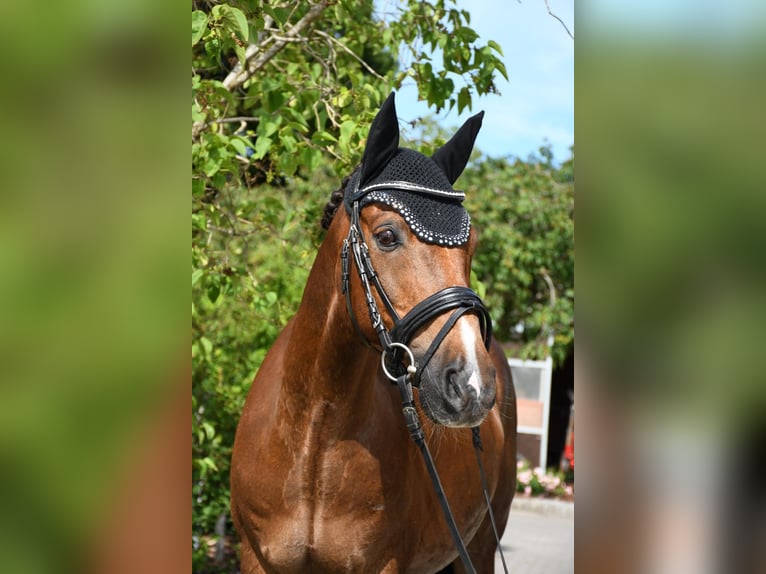 Deutsches Reitpony Wallach 14 Jahre 140 cm Dunkelfuchs in bremervörde