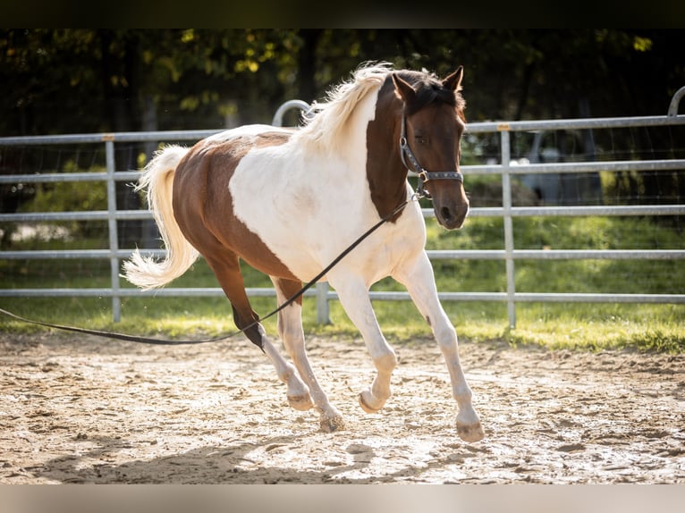 Deutsches Reitpony Mix Wallach 14 Jahre 142 cm Schecke in Much