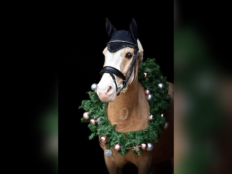 Deutsches Reitpony Mix Wallach 14 Jahre 143 cm Palomino in M&#xFC;lheim an der Ruhr
