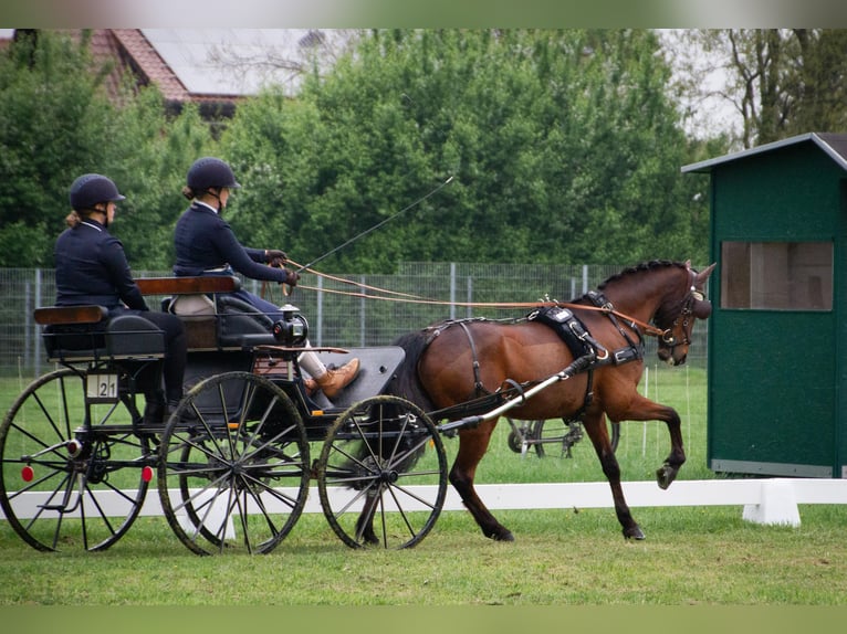 Deutsches Reitpony Wallach 14 Jahre 144 cm Brauner in Herford