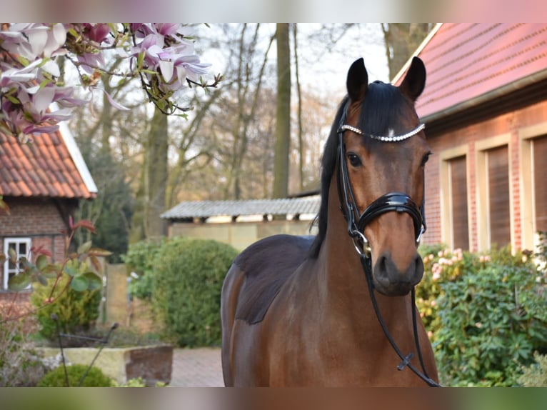 Deutsches Reitpony Wallach 14 Jahre 144 cm Brauner in Herford