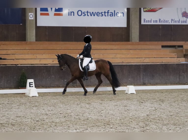 Deutsches Reitpony Wallach 14 Jahre 144 cm Brauner in Herford