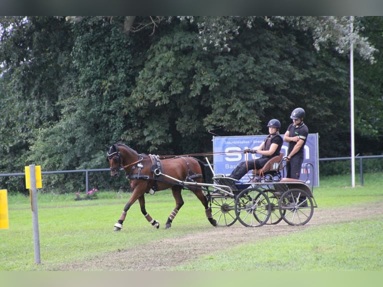 Deutsches Reitpony Wallach 14 Jahre 144 cm Brauner in Herford
