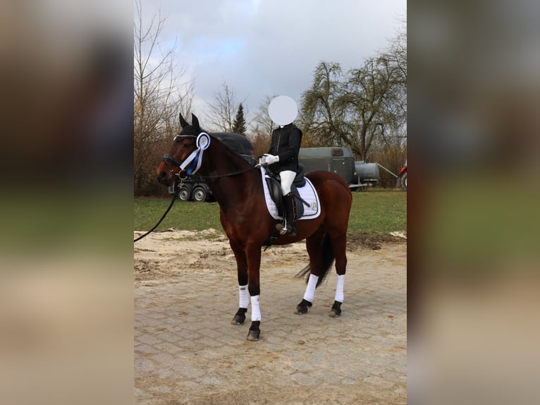 Deutsches Reitpony Wallach 14 Jahre 144 cm Brauner in Herford
