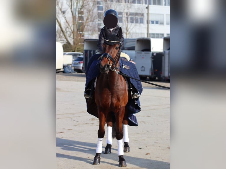 Deutsches Reitpony Wallach 14 Jahre 144 cm Brauner in Herford