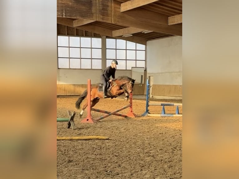 Deutsches Reitpony Wallach 14 Jahre 144 cm Brauner in Herford