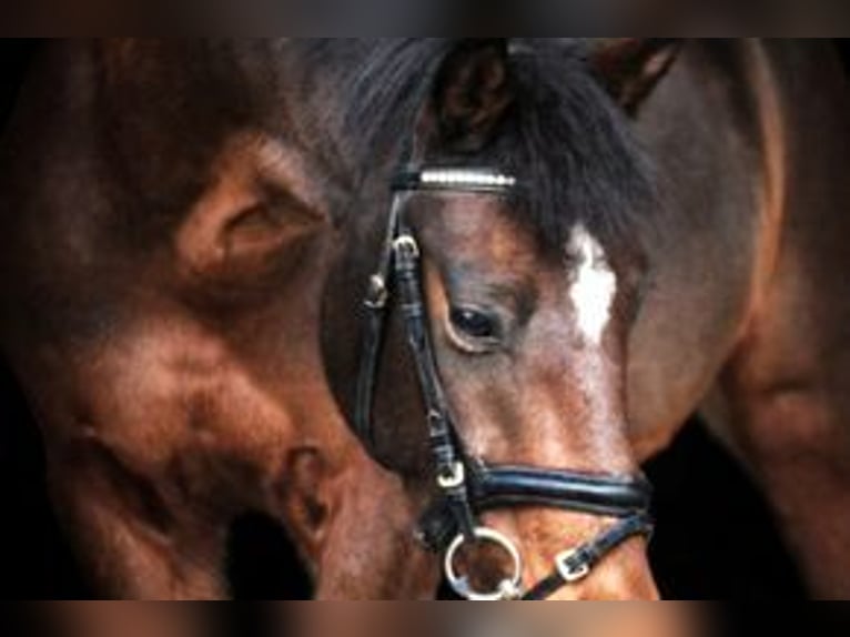Deutsches Reitpony Wallach 14 Jahre 144 cm Brauner in Waldbröl