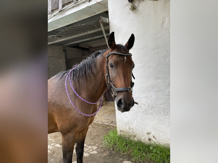 Deutsches Reitpony Mix Wallach 14 Jahre 144 cm Brauner in Schmallenberg