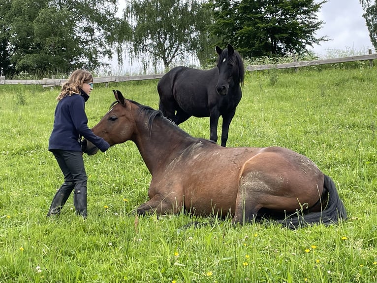 Deutsches Reitpony Mix Wallach 14 Jahre 144 cm Brauner in Schmallenberg