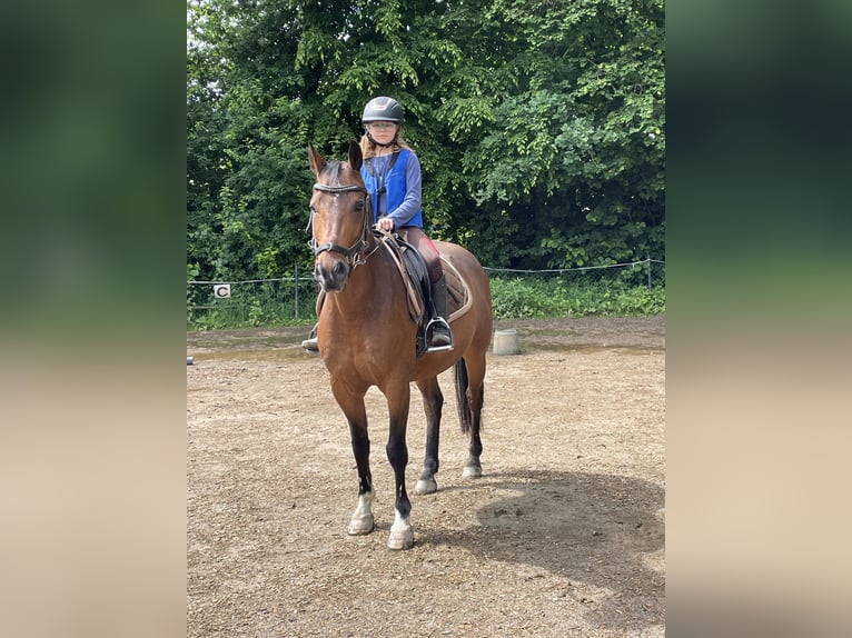 Deutsches Reitpony Mix Wallach 14 Jahre 144 cm Brauner in Schmallenberg