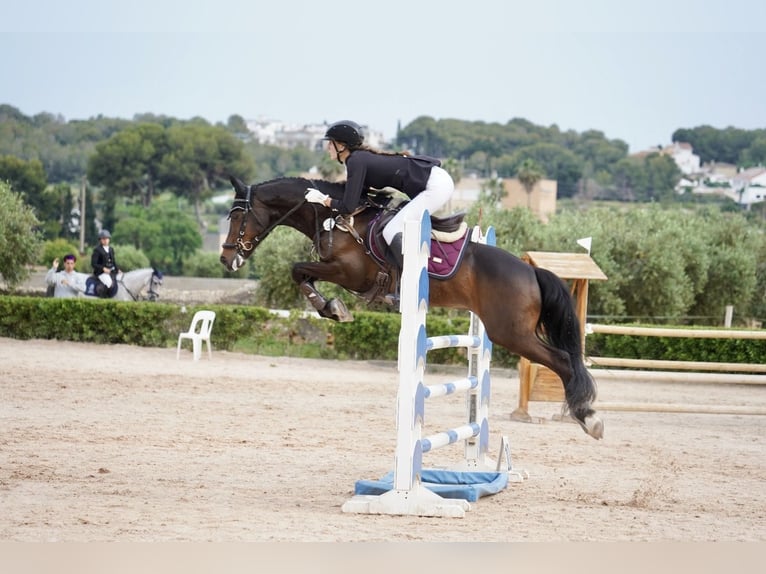 Deutsches Reitpony Wallach 14 Jahre 145 cm Brauner in Valldoreix