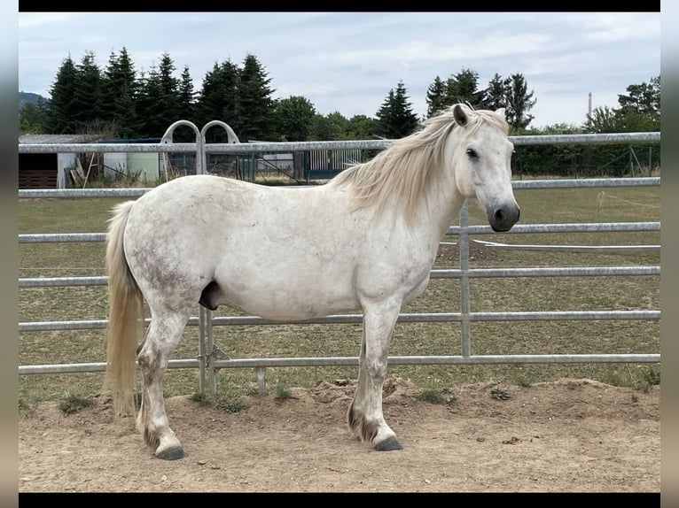 Deutsches Reitpony Wallach 14 Jahre 145 cm Schimmel in Wolfsburg